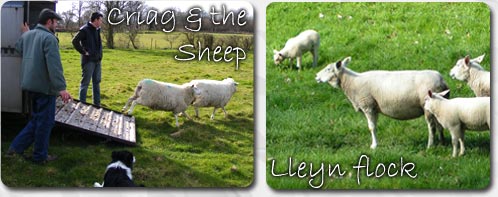Lleyn Sheep